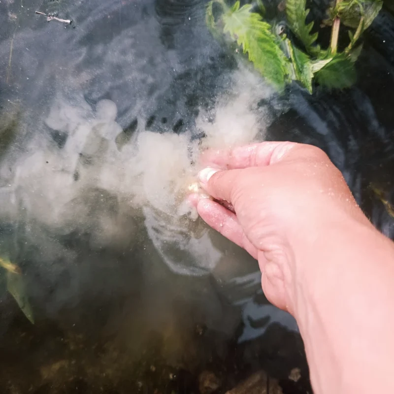 Futterwolke im Wasser