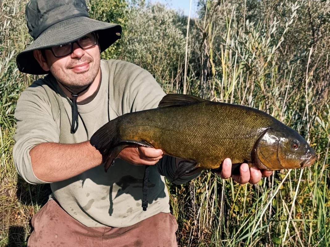 60cm Schleie
