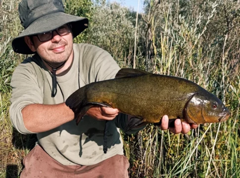 60cm Schleie