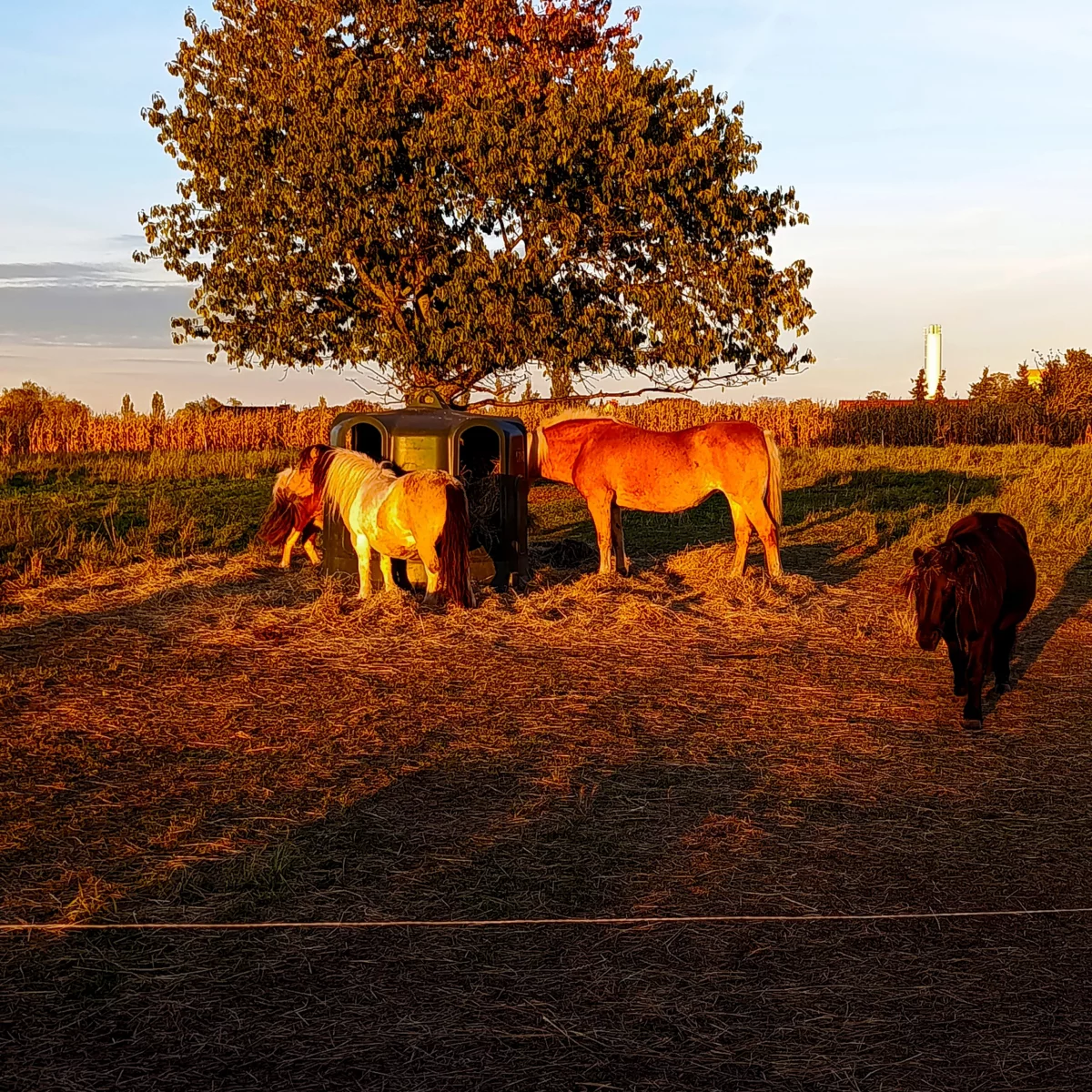 Ponys und Pferde auf Weidegrundstücken