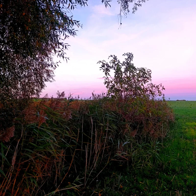 Schilfbank am Ackerteich