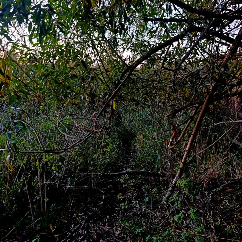 Schilfschneise auf dem Weg zum Ackerteich