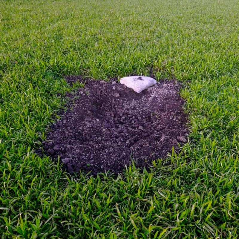 aufgewühlter Boden am Ackerteich