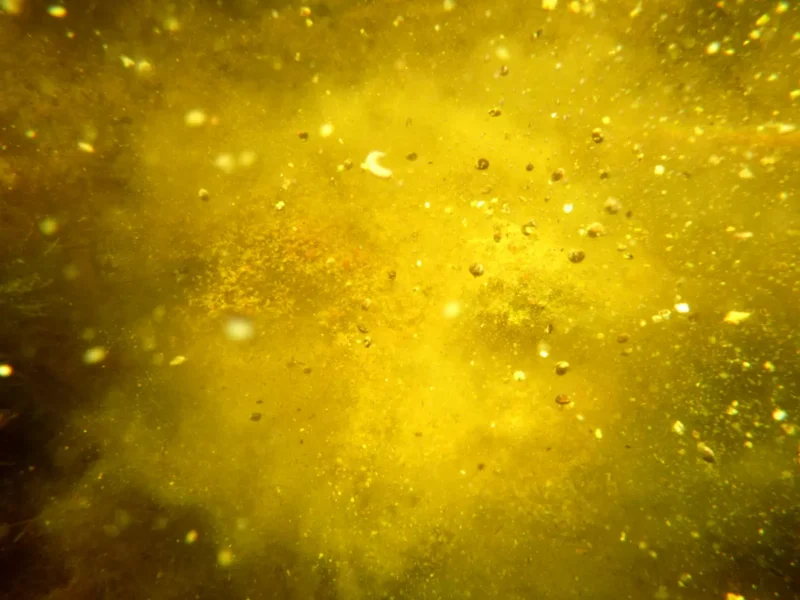 Aktives Angelfutter mit Sämereien