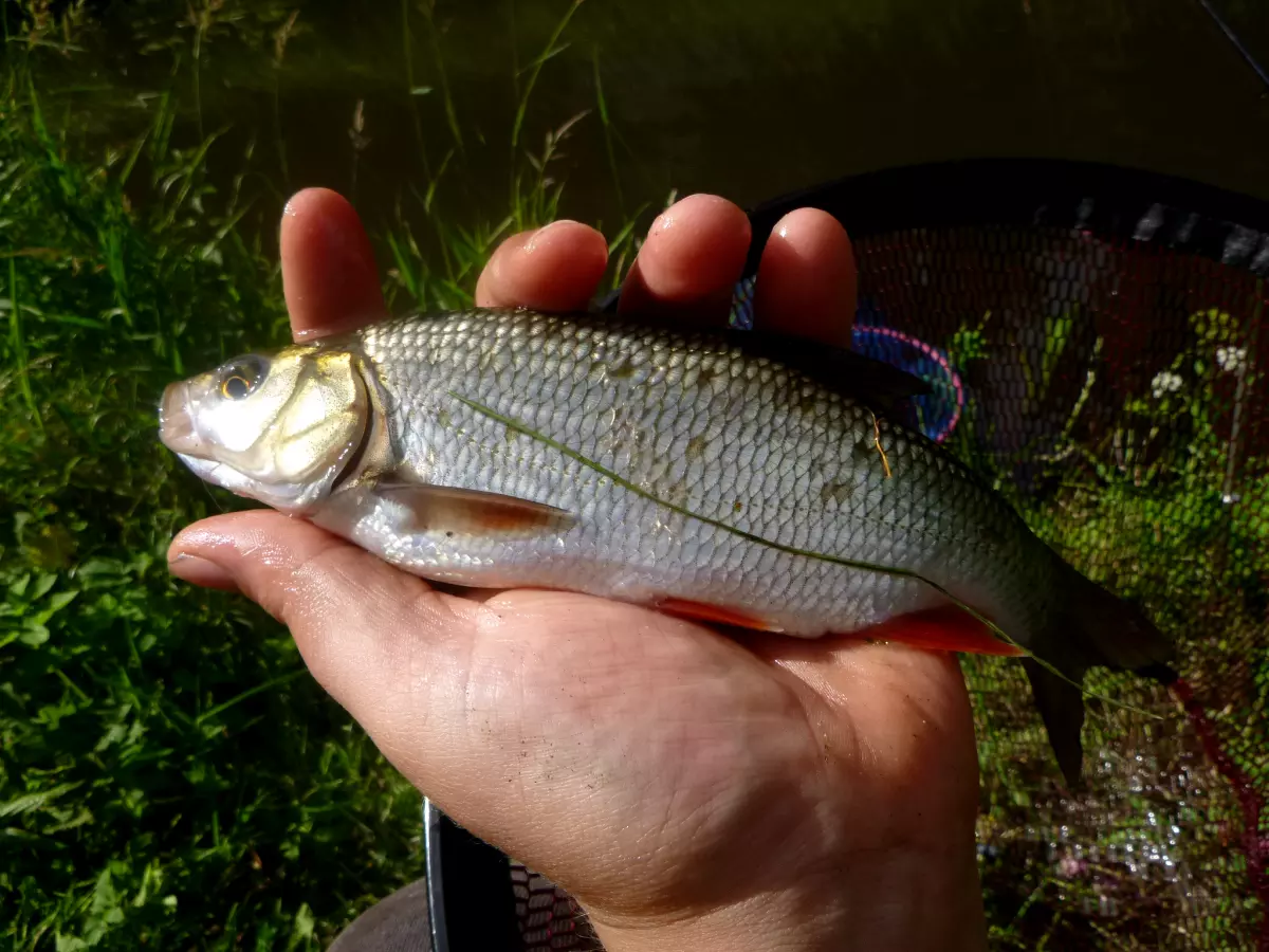 Angler hat Aland beim Winkelpickern am Graben gefangen