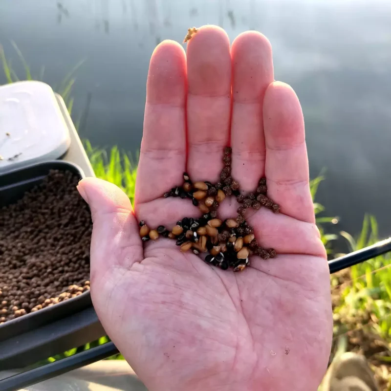 Angler füttert Weizen, Hanf und Weizenpellets mit einem Handwurf an