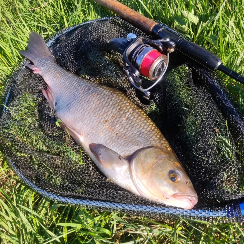 großer Aland, der auf dem Kescher neben einem Winkelpicker im Frühjahr liegt
