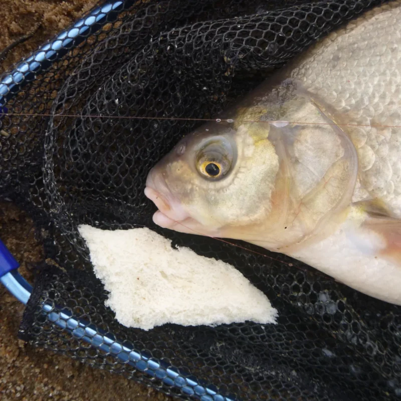 Brassen im Kescher, die an der Elbe im März gefangen wurde