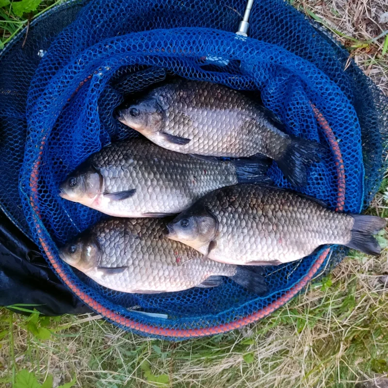 Gefangene Giebel vom Angeln im Frühjahr am Teich