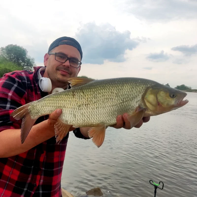 gefangener Rapfen beim Angeln im Frühjahr