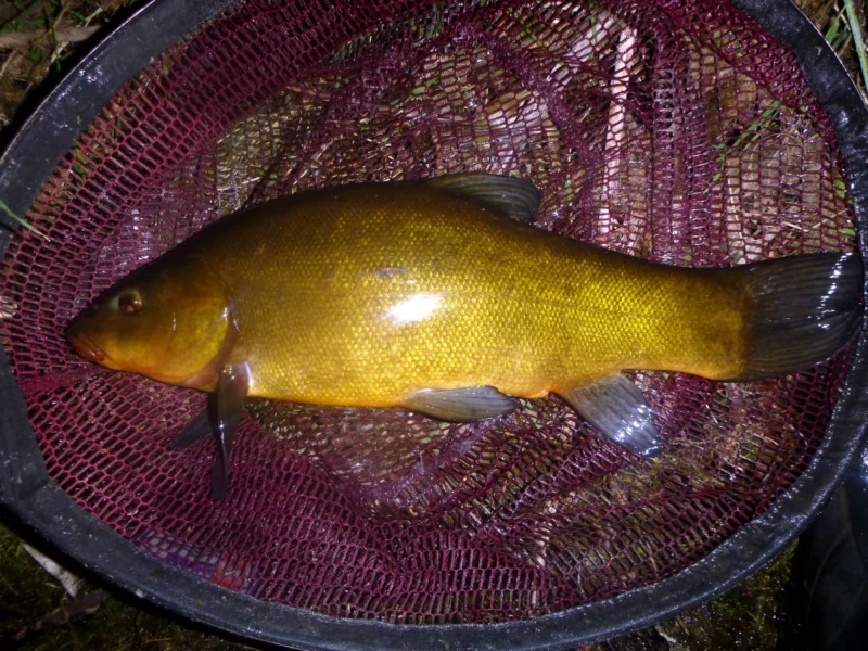 Schleie vom Nachtangeln im Frühjahr