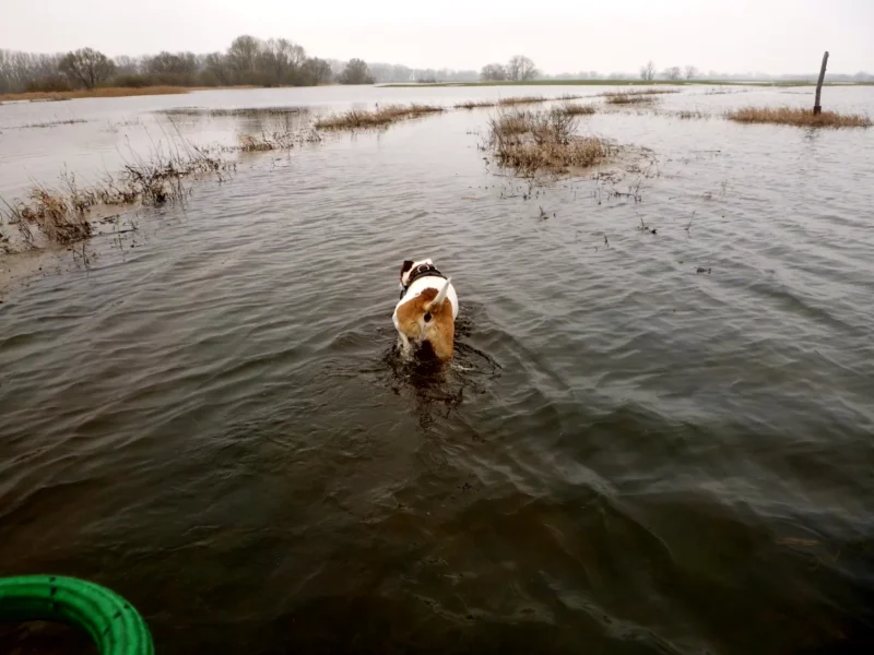 Hund läuft über eine Hochwasserwiese im März