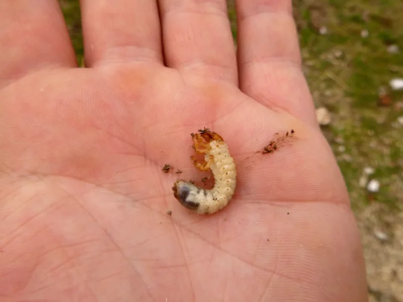 toter Engerling von einer Hochwasserwiese, den ein Angler gefunden