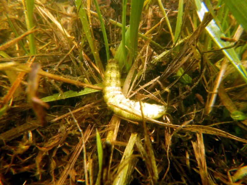 ertrunkener Engerling auf einem Unterwasserbild