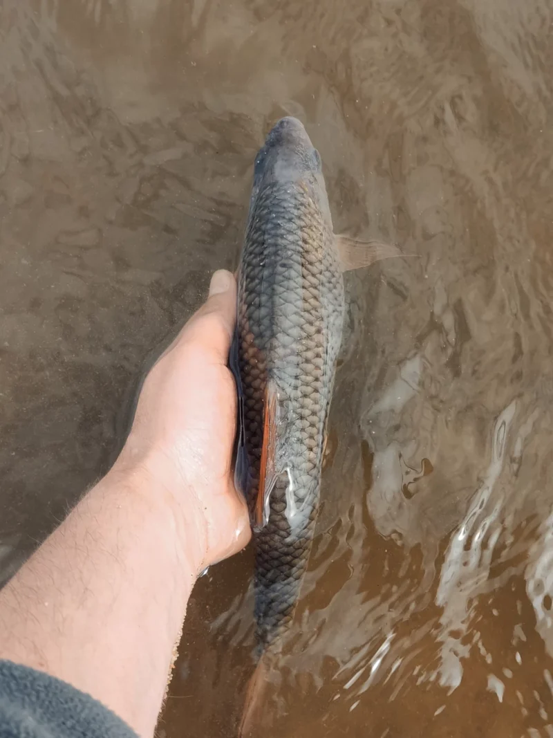kapitales Rotauge, das ich beim Angeln an der Elbe im Oktober fing