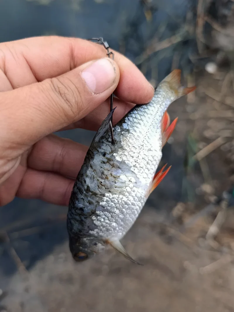 Köderfisch mit Einzelhaken im Rücken für Oktoberhecht