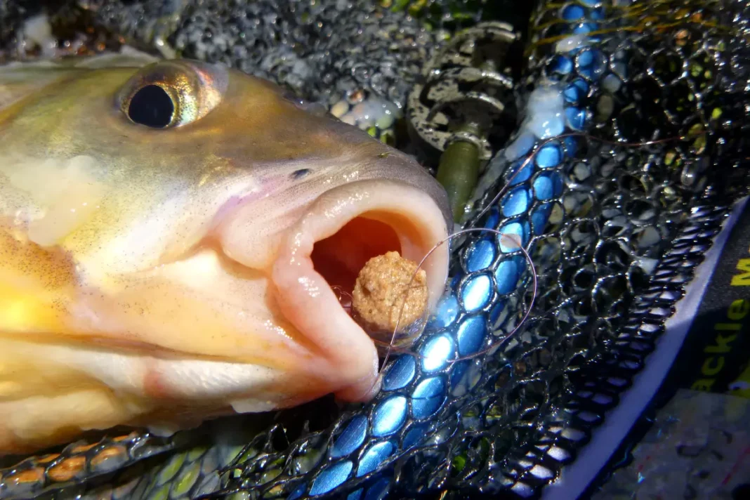 Angeln im Juni mit Hundefutter