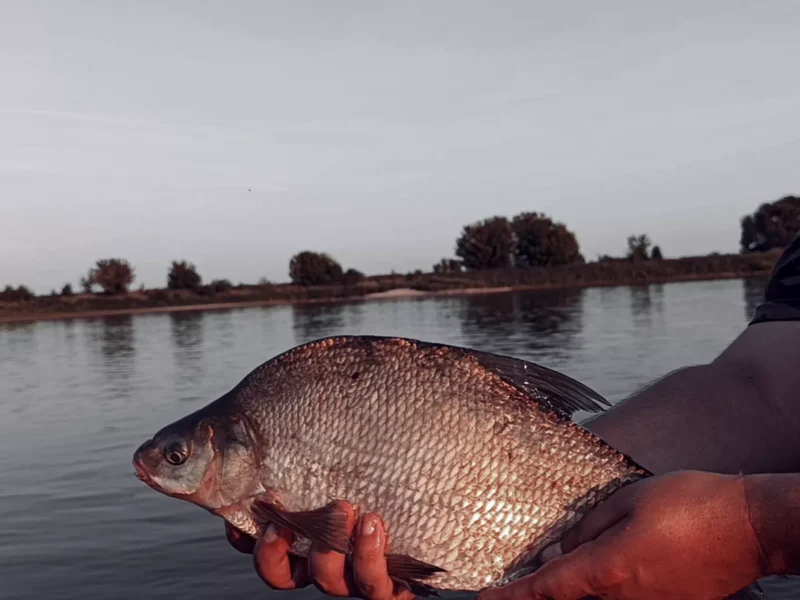 Angler mit Brasse an der Elbe
