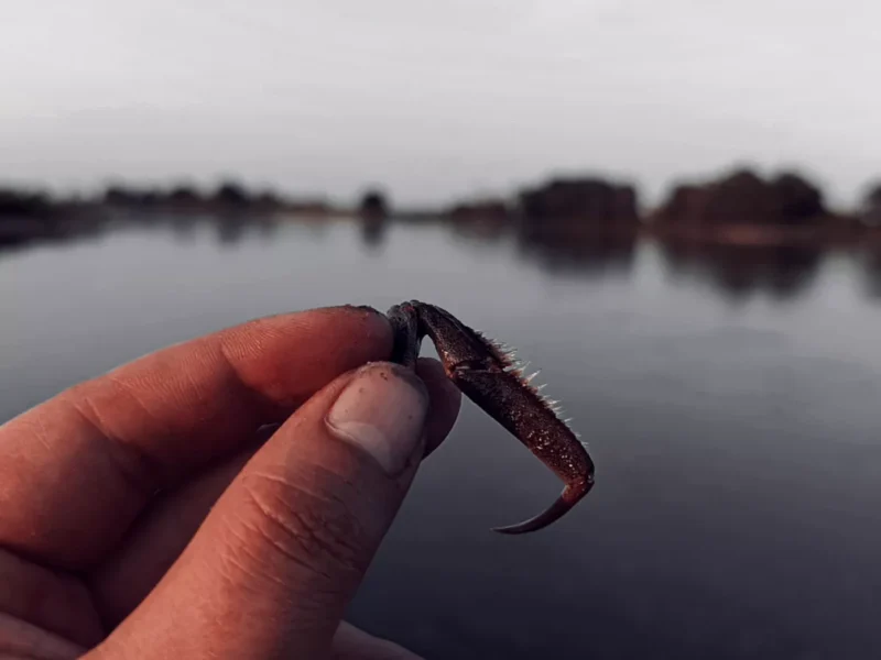 Angler hat Wollhandkrabbe an der Elbe gefangen