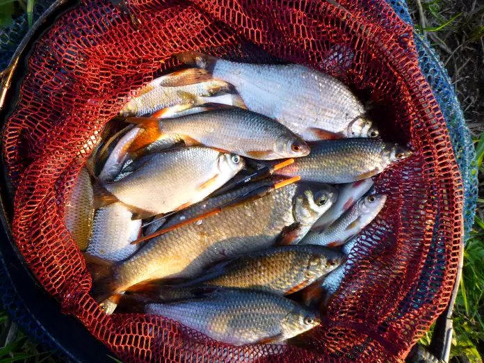 gefangene Fische vom Angeltag im April