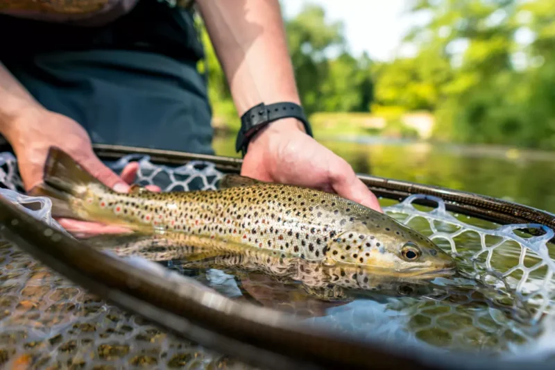 Angler mit Bachforelle im Kescher