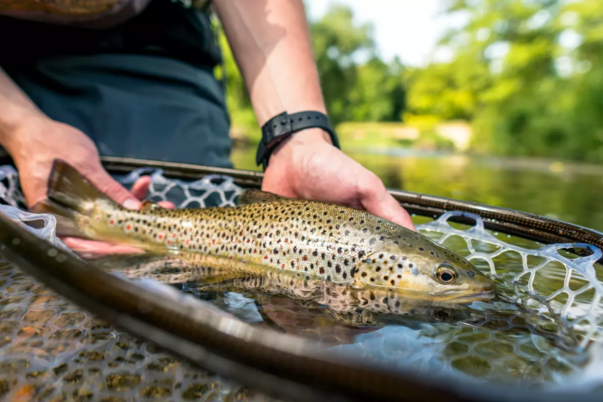 Angler mit Bachforelle im Kescher