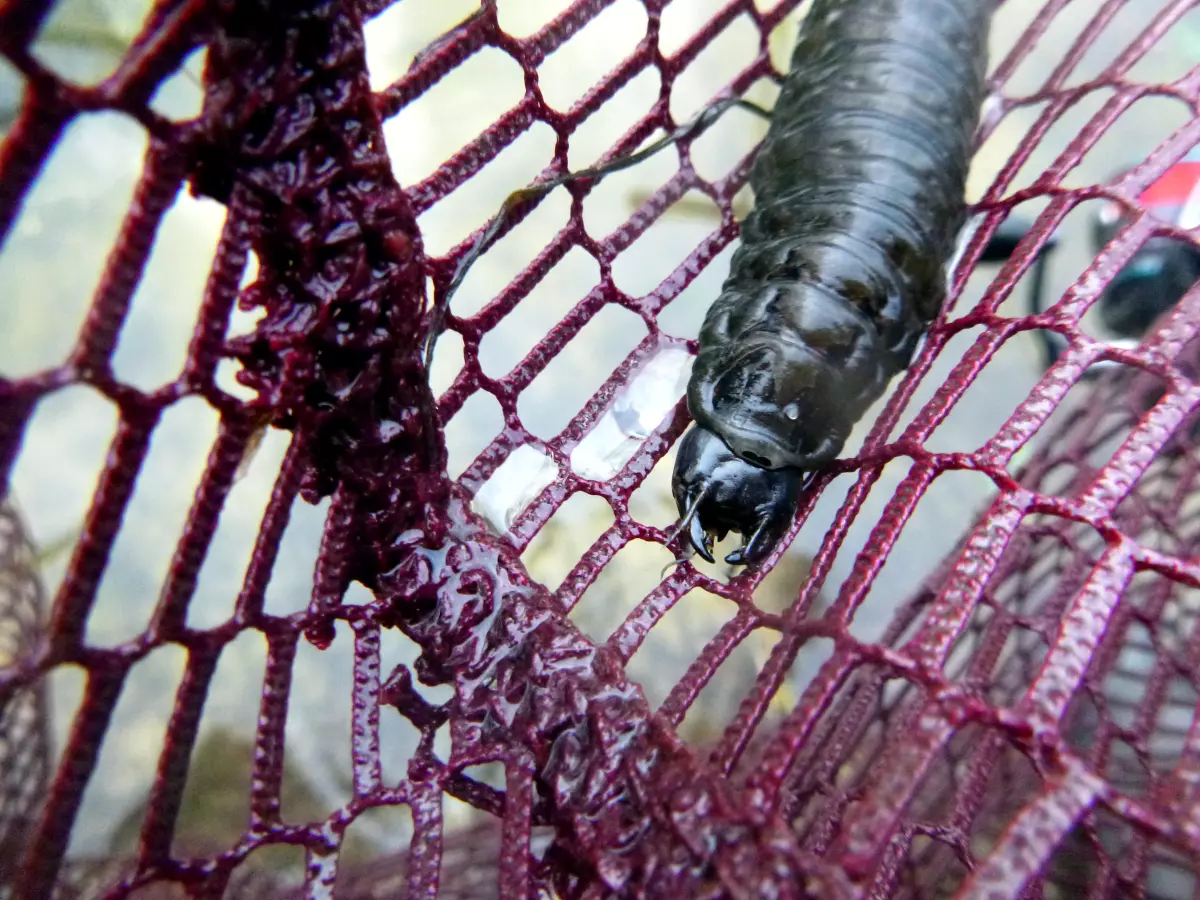 Angler mit seltener Käferlarve im Kescher