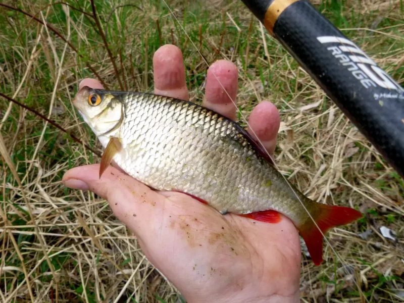 Angler mit Matchrute und Rotfeder