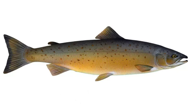Atlantischer Lachs