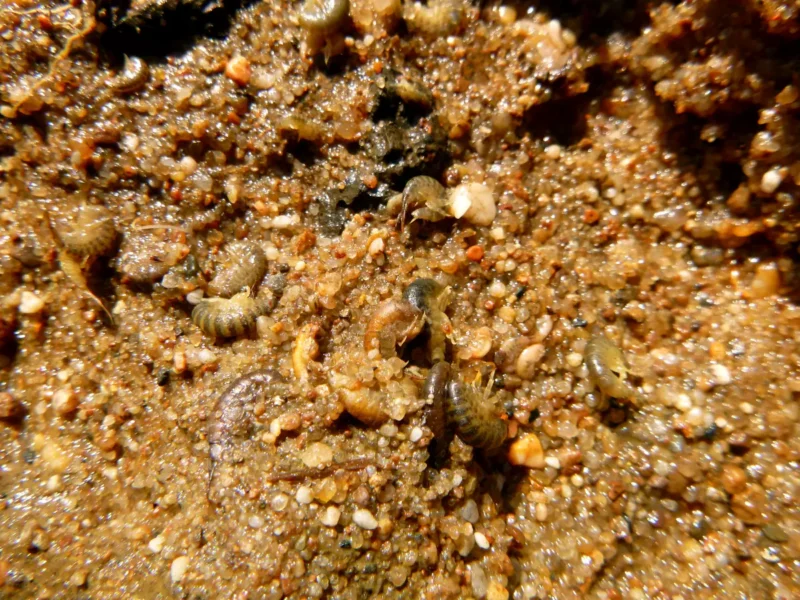 Bachflohkrebse