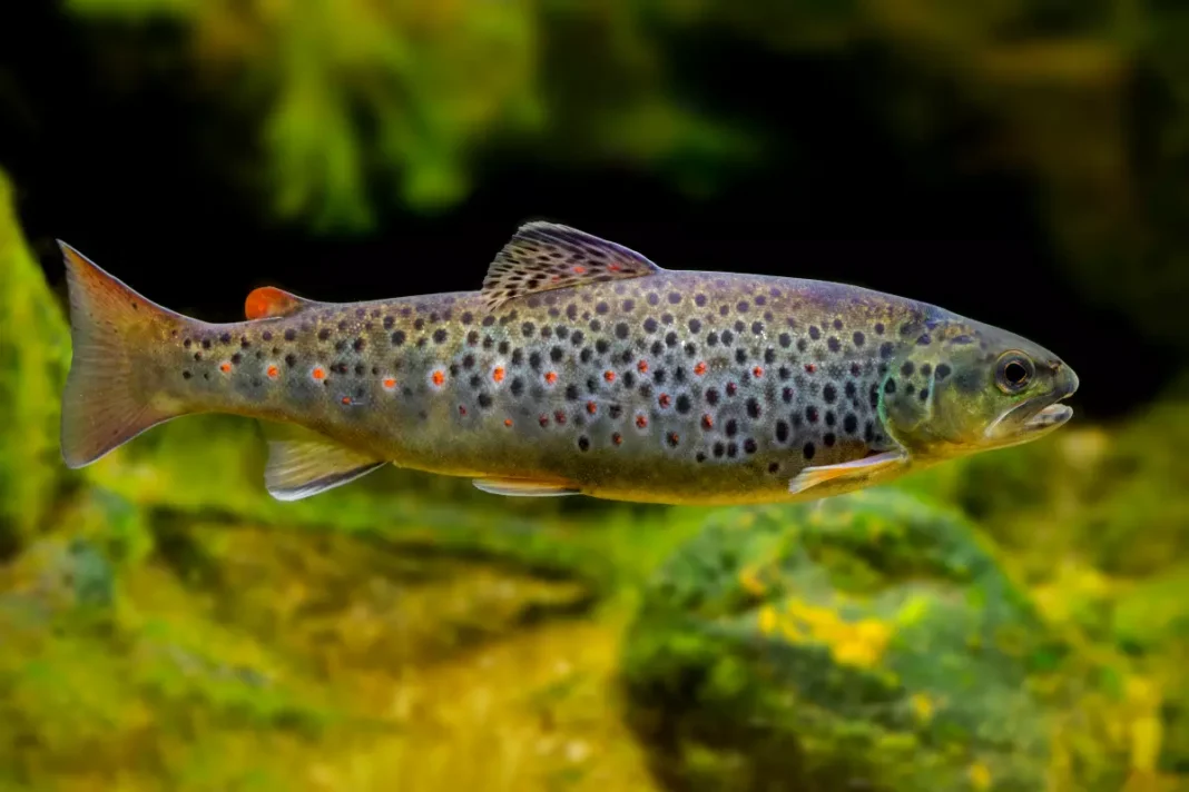 Bachforelle (Salmo trutta fario)
