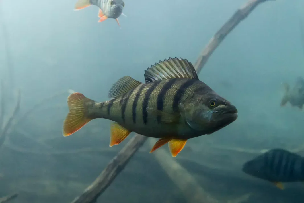 Barsch (Perca fluviatilis)