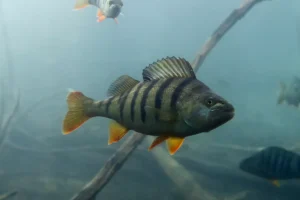 Barsch / Flussbarsch (Perca fluviatilis): Fischkunde, Steckbrief und Informationen