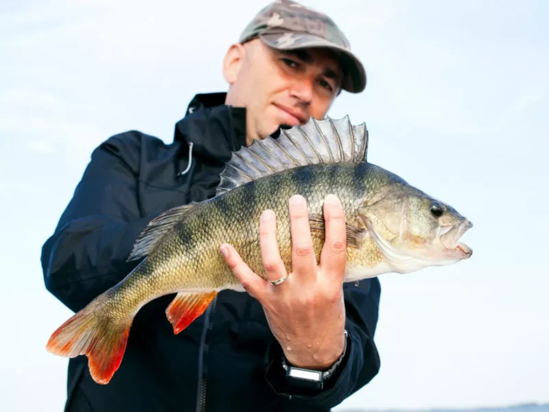 Angler mit Barsch