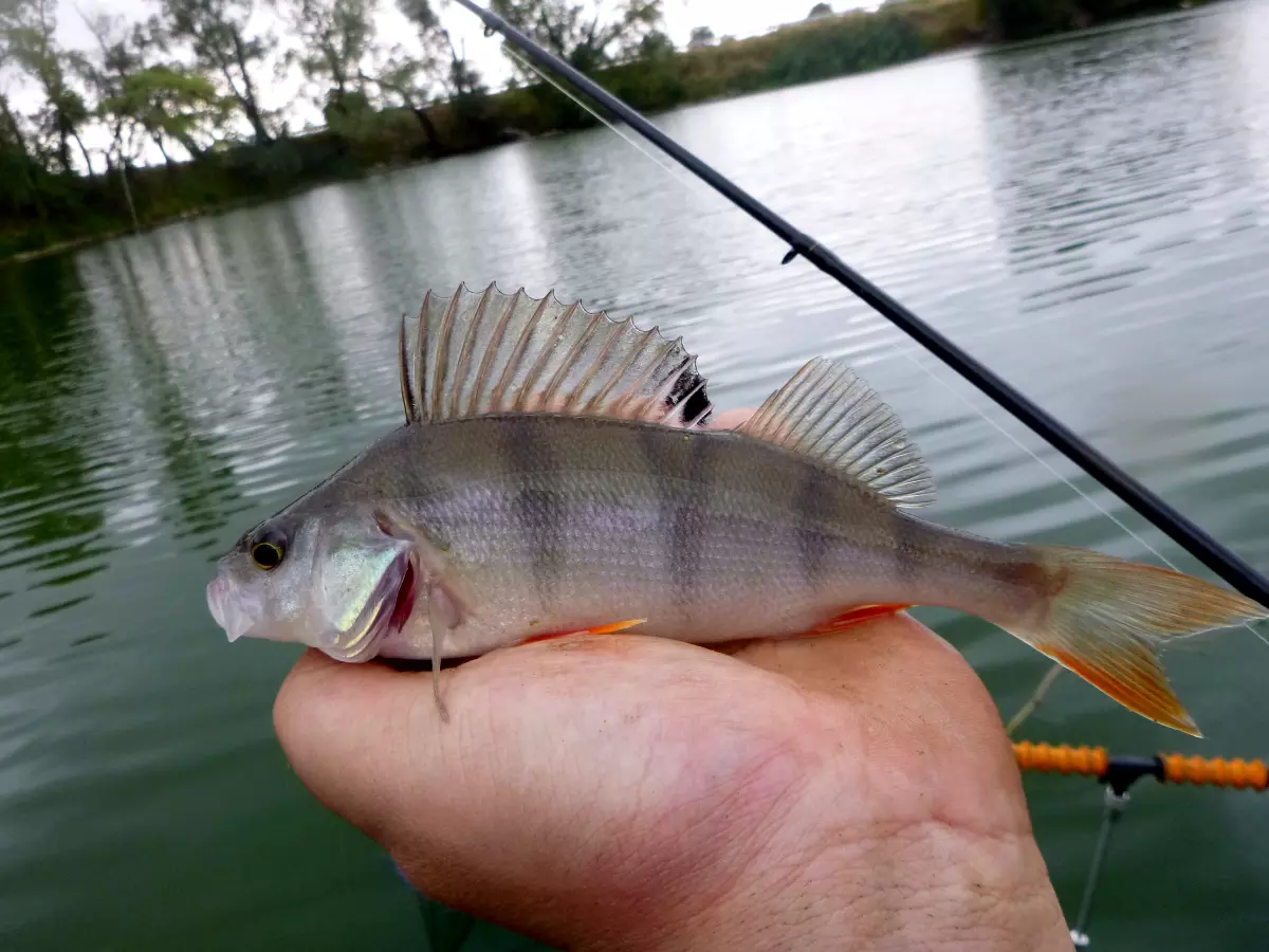 Barsch als Beifang beim Angeln auf Weißfisch