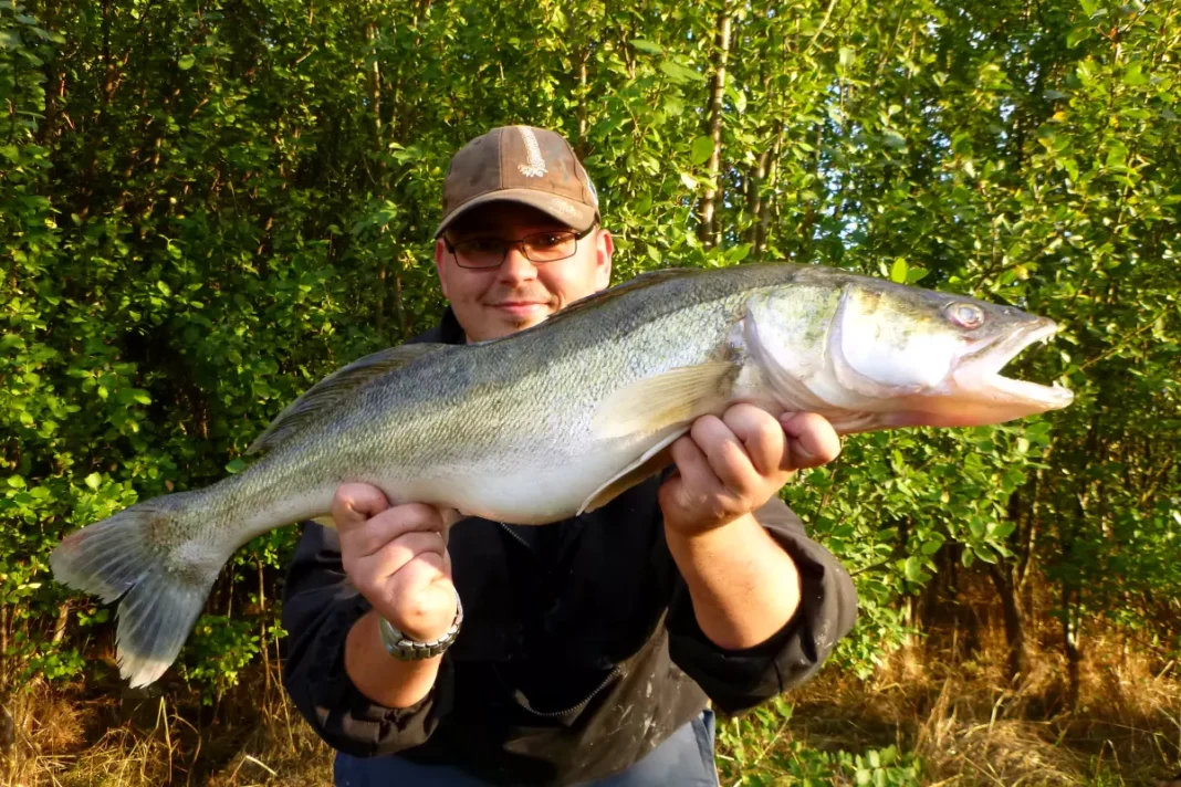Beifang Zander
