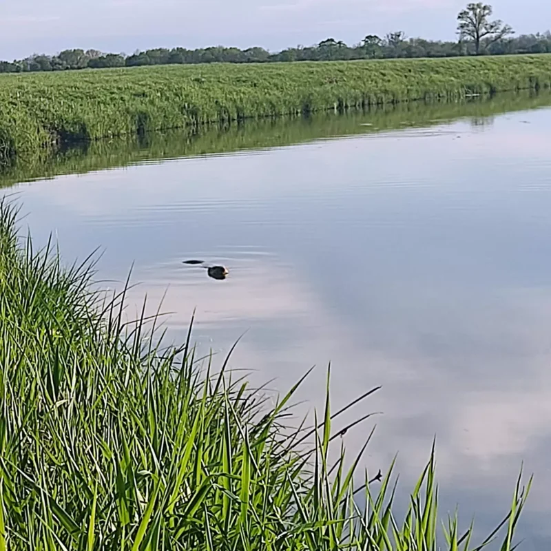 Biber besucht Angler am kleinen Fluss