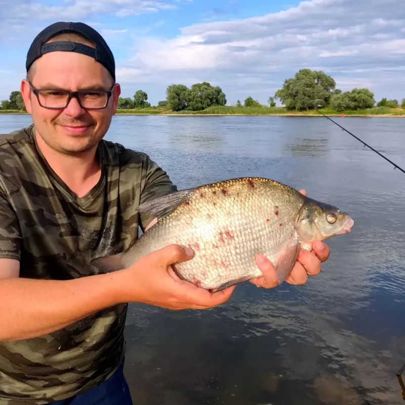 überlistete Brasse in der Strömung der Elbe