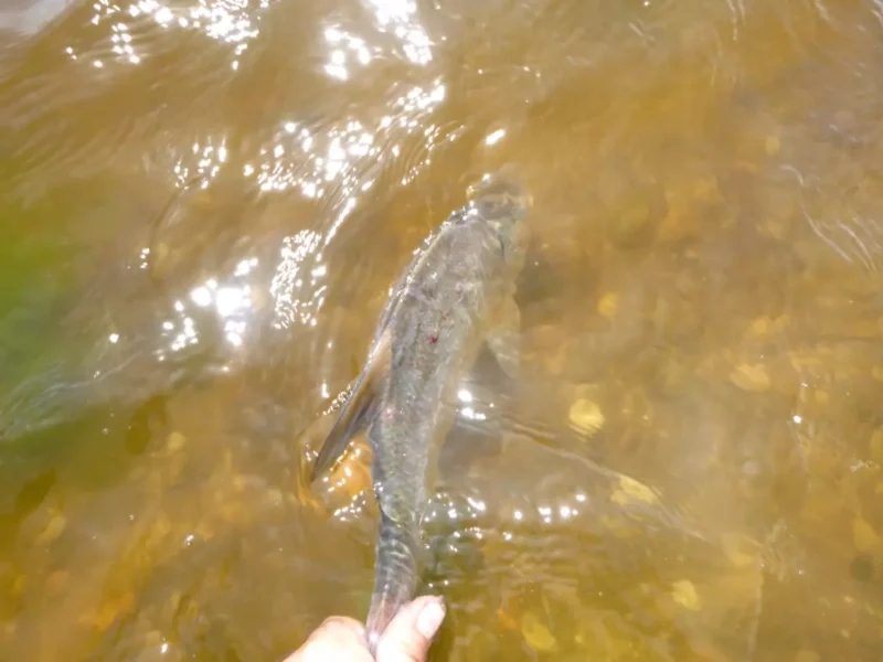 Friedfisch aus der Elbe gefangen mit dem Method Feeder