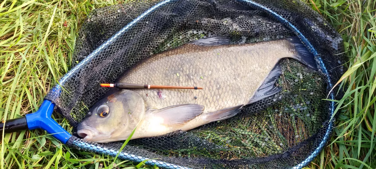 gefangene Brasse im Kescher mit Pose beim Angeln am kleinen Fluss