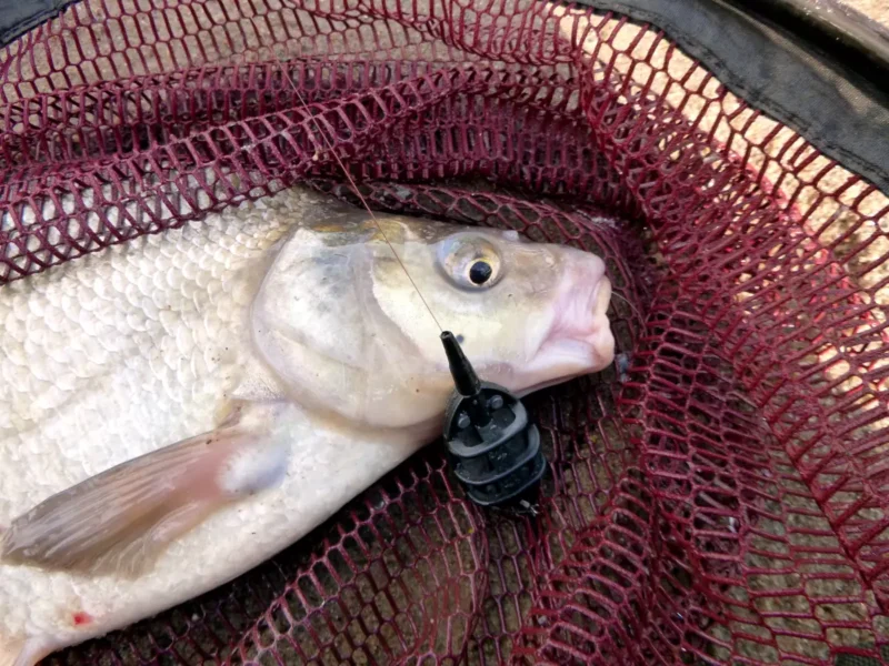 gefangene Brasse mit dem Method Feeder am Fluss