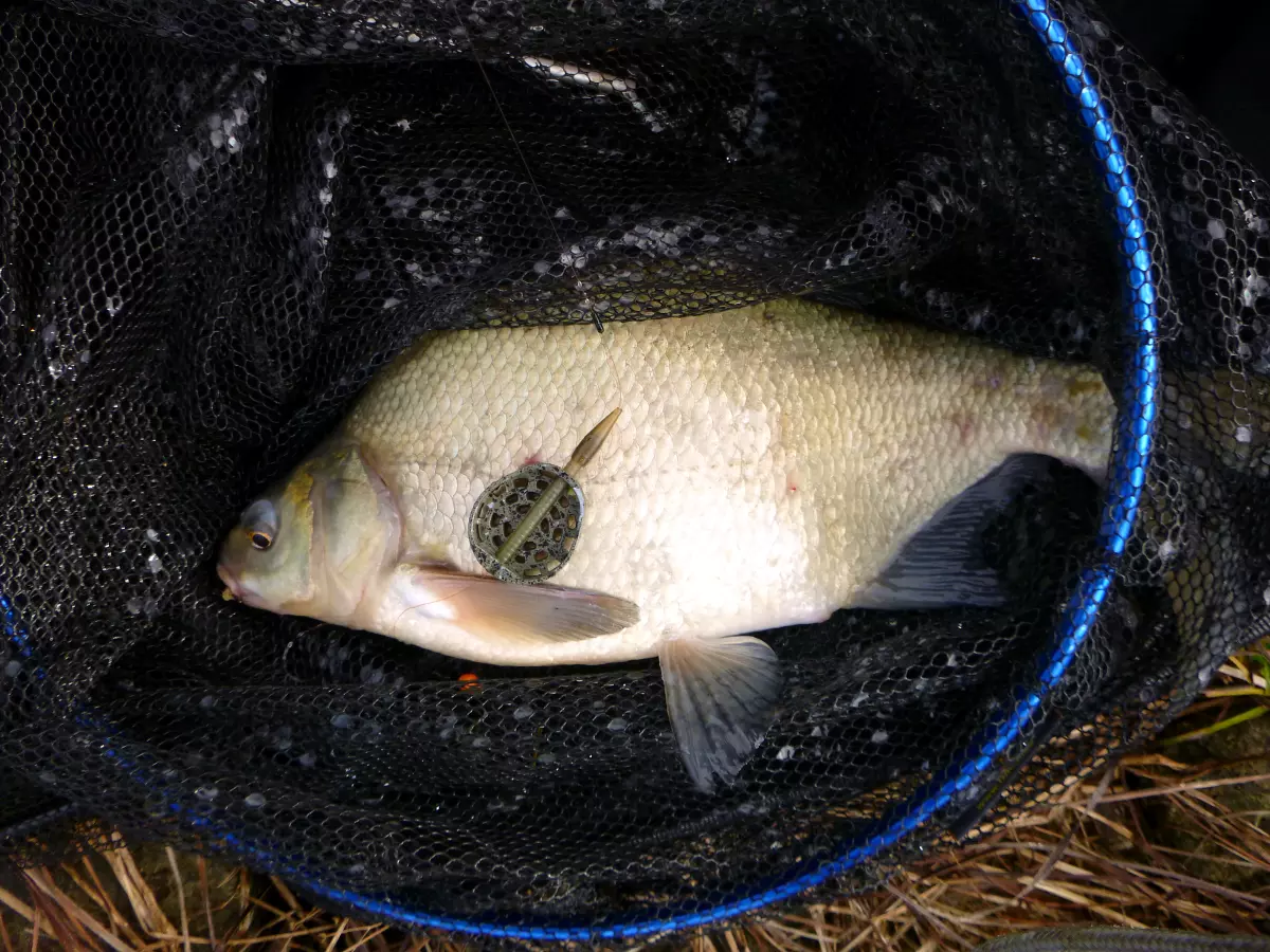 gefangene Brasse im 8m tiefen Winterwasser