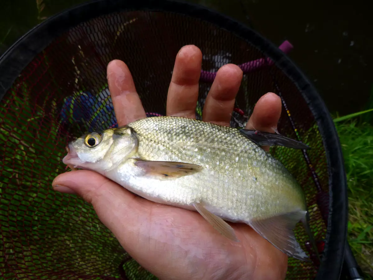 Angler hat Brasse beim Winkelpickern am kleinen Graben