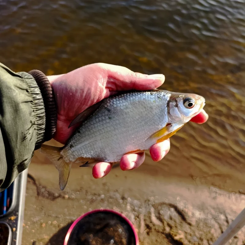 gefangene Güster beim Feedern im März an der Elbe mit Brotflocke 2026