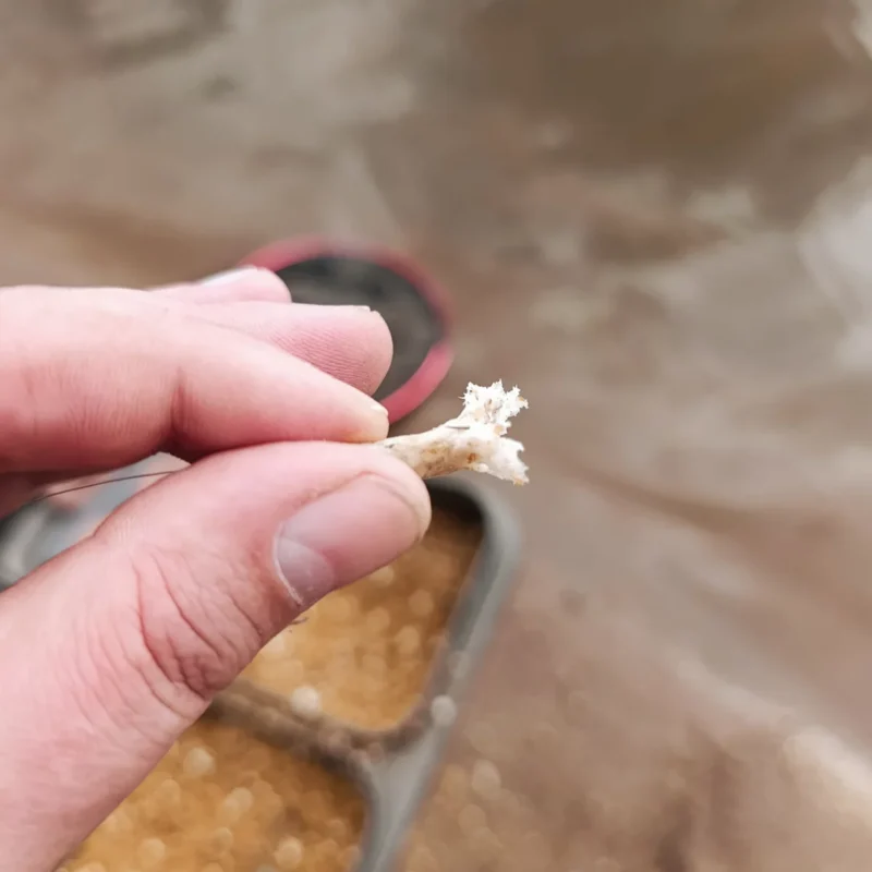 Brotflocke am Haken für das Feedern an der Elbe im März