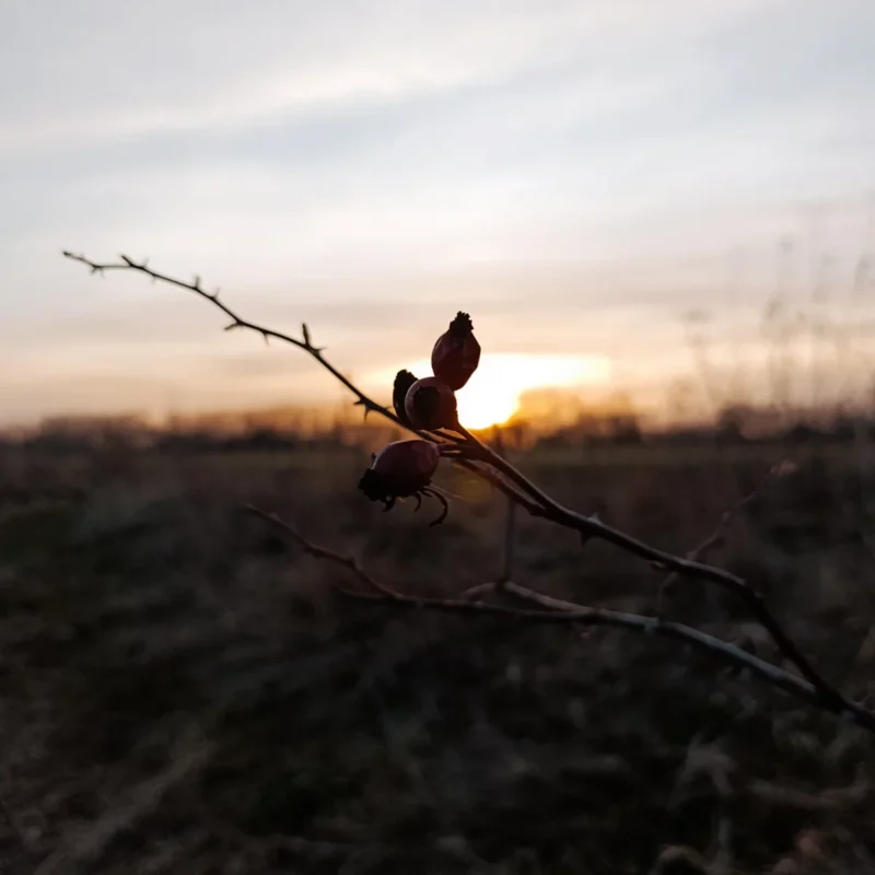 Hagebutte im Sonnenuntergang am Elbdeich