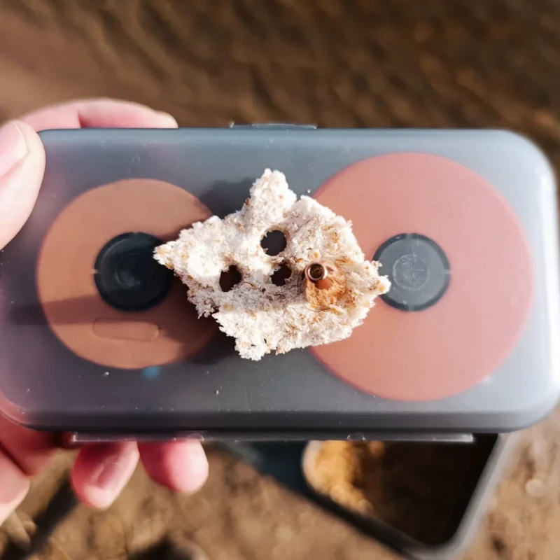 ausgestanzte Brotflocke als Bread Punch zum Feedern im März an der Elbe