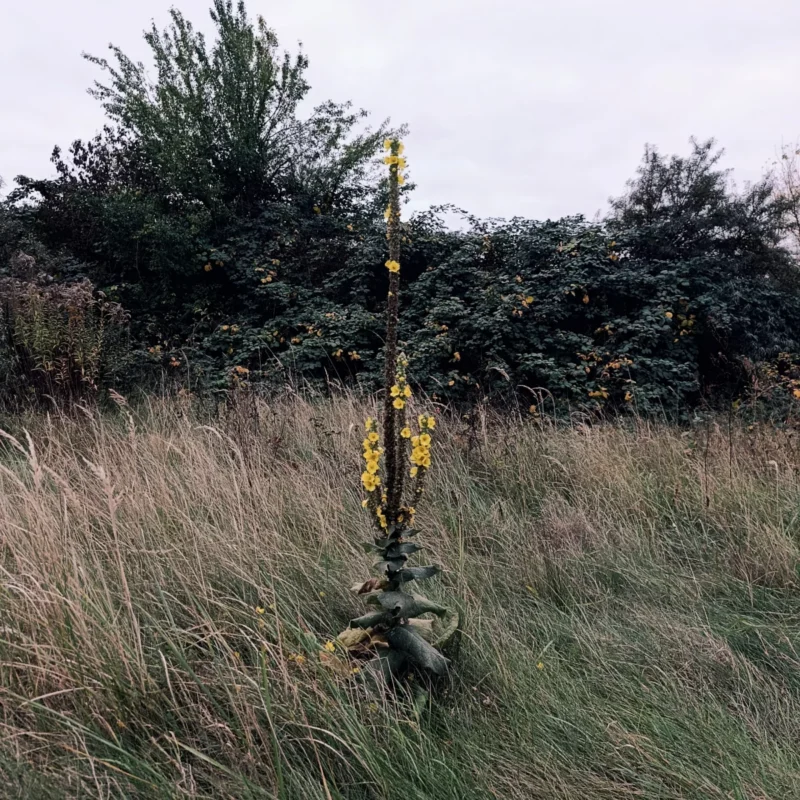 blühende große Königskerze hinter einer Haltestelle