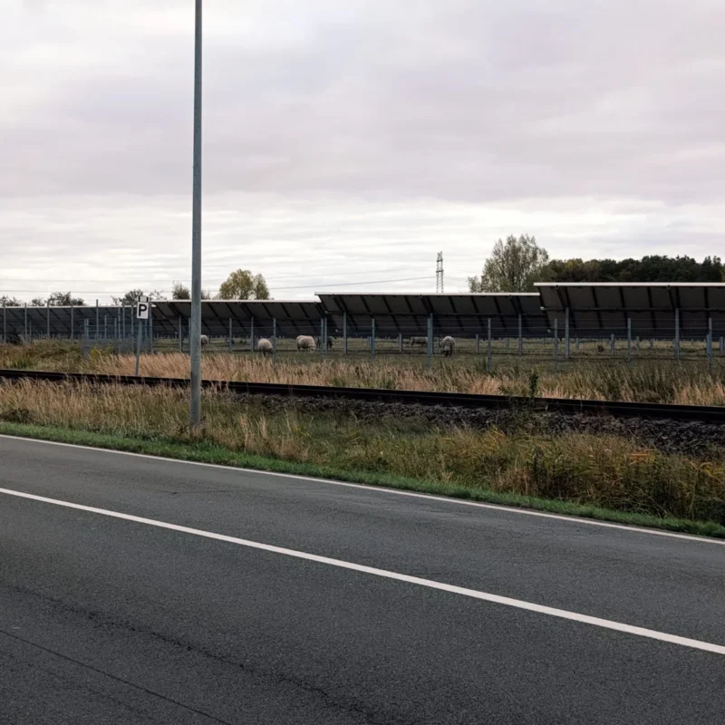 Schafe in einem Solarpark