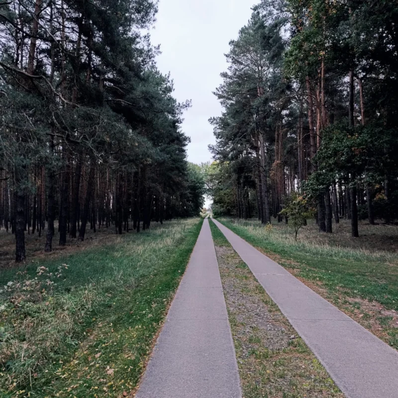 Plattenweg durch ein kleines Waldstück